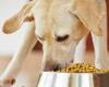 Don’t give these products to dogs indiscriminately: even death is at risk