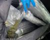 A very large amount of cannabis fell into the hands of the Vilnius police – the value of the detected drugs can reach 70 thousand euros