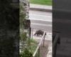 Residents of Alytis recorded a raccoon walking in the city: it came to the gymnasium, wandered around the city, the authorities also followed the newcomer (VIDEO)