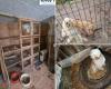dozens of animals were raised and prepared for sale by the breeder in terrible conditions