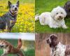 The 10 healthiest dog breeds – will live long and have the fewest health problems