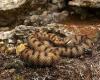a mass migration of venomous snakes may begin