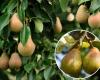 Pears – Do you really know how to grow this tree? There are two things