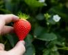 The first strawberries have ripened: what is their price?