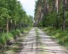 It was agreed on the repair of roads damaged by logging trucks in the Vilnius district