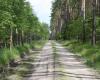 Roads damaged by logging trucks will be repaired in the Vilnius region – MadeinVilnius.lt