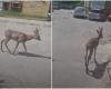 A roe deer wandered around the courtyards of apartment buildings in Vilnius: he explained to residents how to behave in such cases