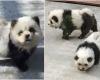 In the zoo – unusual “panda” cubs