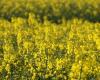 My farm – Rapeseed yields may be lower, but prices are higher